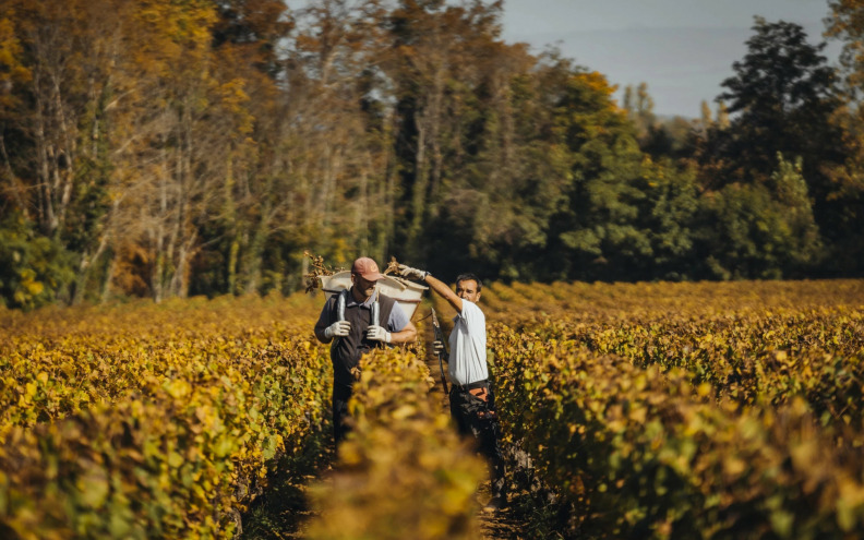 Domaine de Montille – Burgundija u svom najboljem izdanju