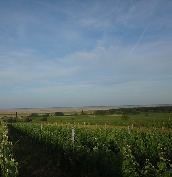 Frankovka - ponos Burgenlanda