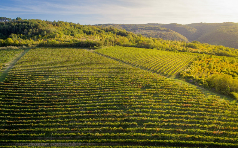 Vino tjedna – Superior vinarije Tomaz, vino s pogledom od milijun dolara