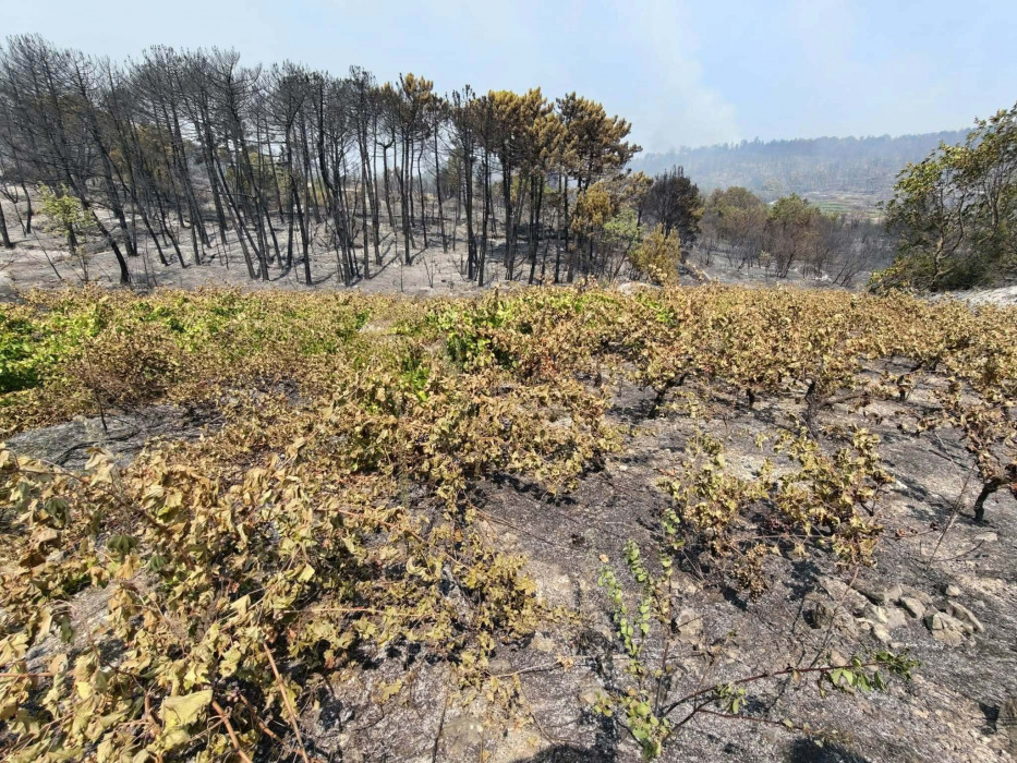 Požari odnijeli godine rada dalmatinskih vinara